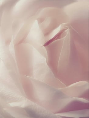 Close-up of a soft pink rose with a blurred background
